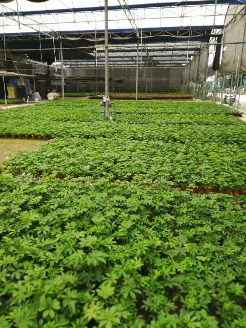 110#黄金葛盆栽垂直绿化绿墙植物绿萝小盆栽