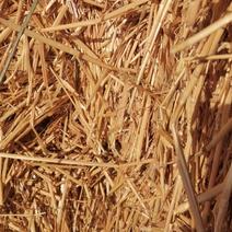 新年小麦草，质量好，价格公道