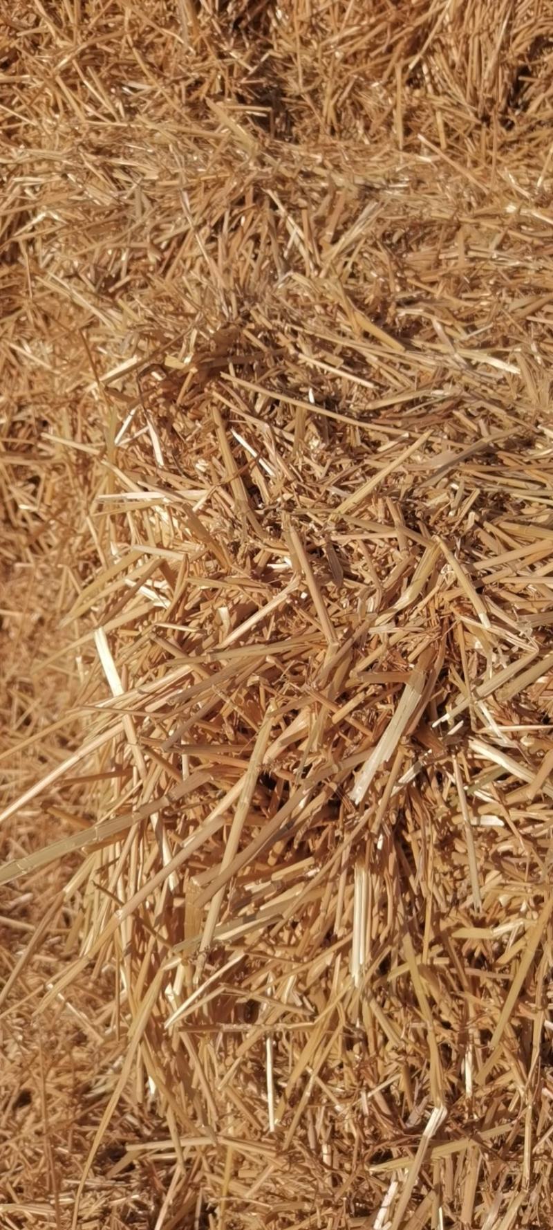 新年小麦草，质量好，价格公道