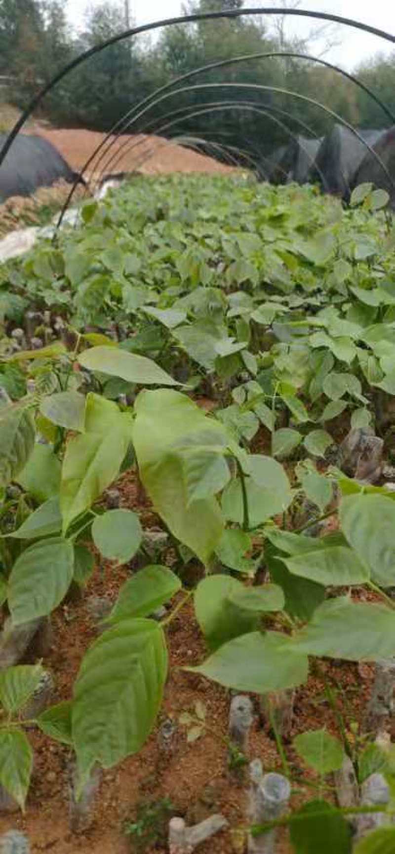 正宗广西鸡血藤杯苗、成活率高、易活、生长快
