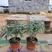 墨西哥鼠尾草，基地直销，常年销售各种绿化苗木