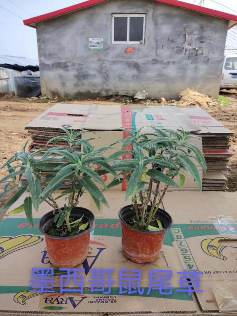 墨西哥鼠尾草，基地直销，常年销售各种绿化苗木