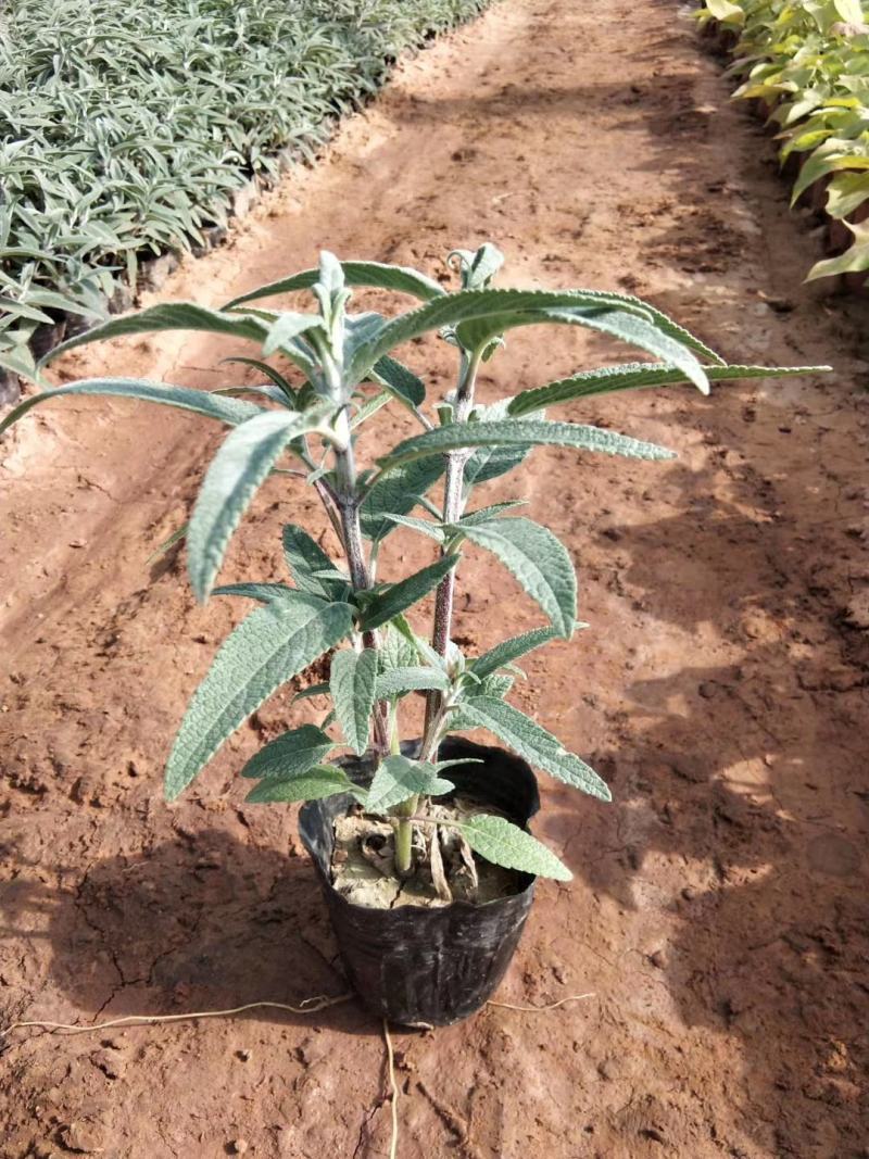 墨西哥鼠尾草，基地直销，常年销售各种绿化苗木