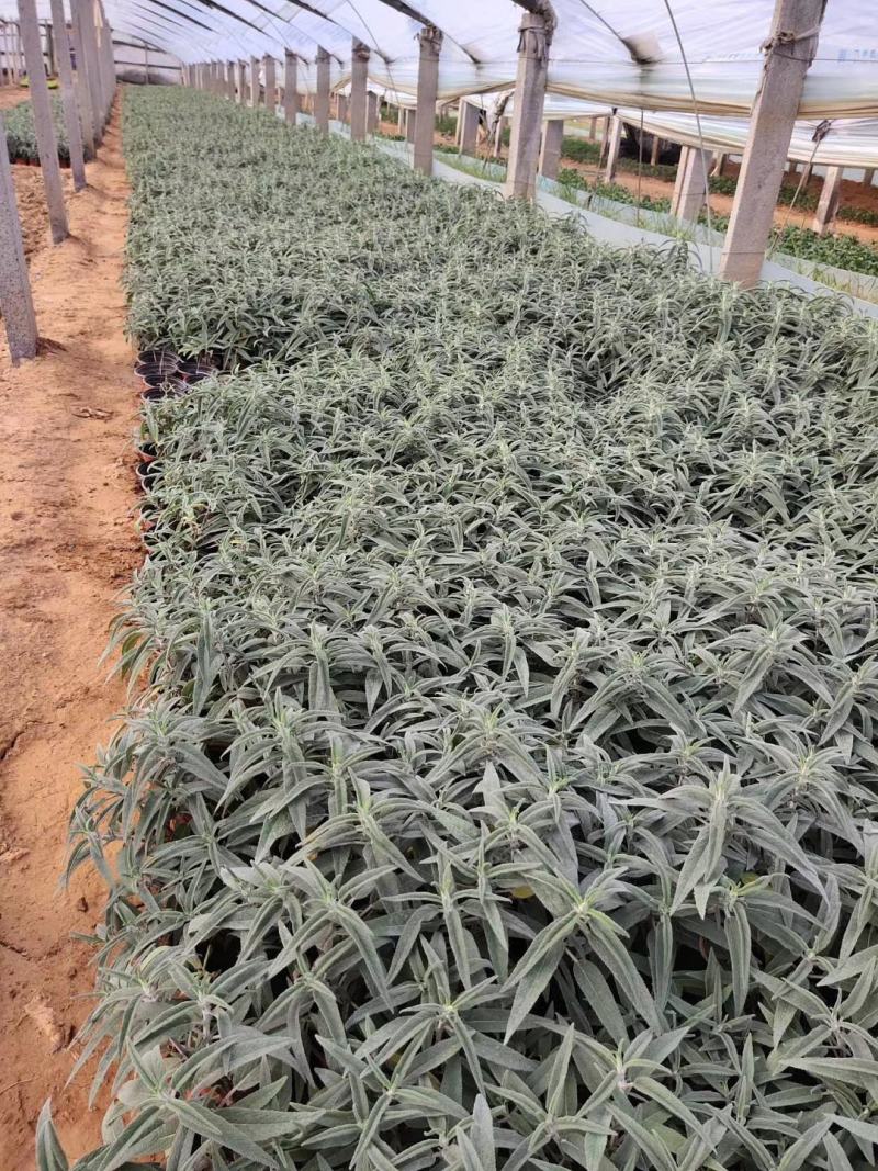 墨西哥鼠尾草，基地直销，常年销售各种绿化苗木