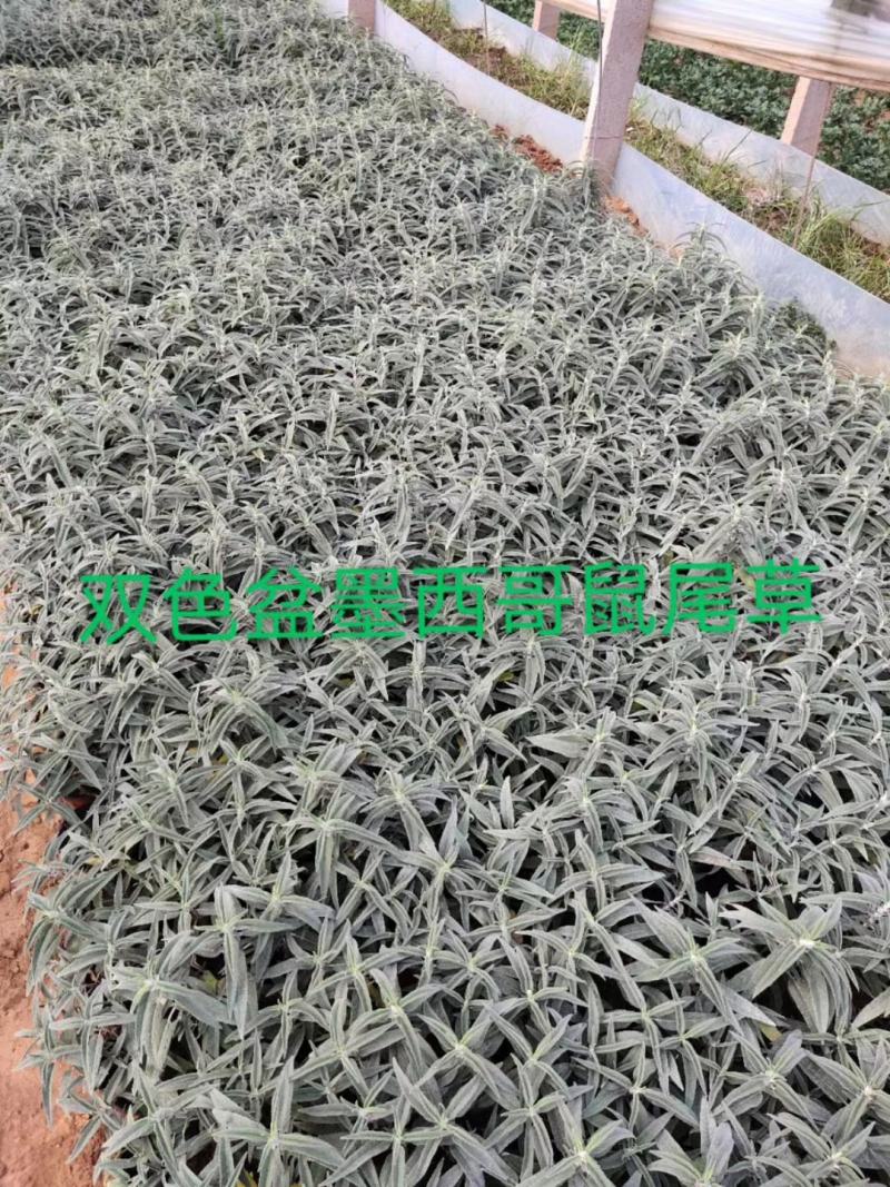 墨西哥鼠尾草，基地直销，常年销售各种绿化苗木