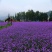 柳叶马鞭草种子多年生四季播种耐寒花籽花海景观花种