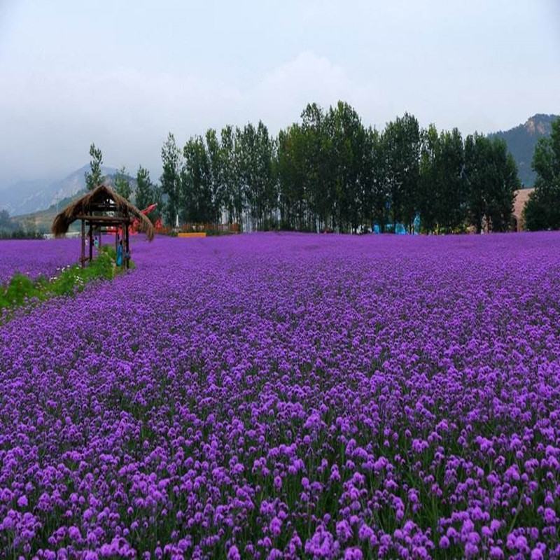 柳叶马鞭草种子多年生四季播种耐寒花籽花海景观花种