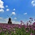 柳叶马鞭草种子多年生四季播种耐寒花籽花海景观花种