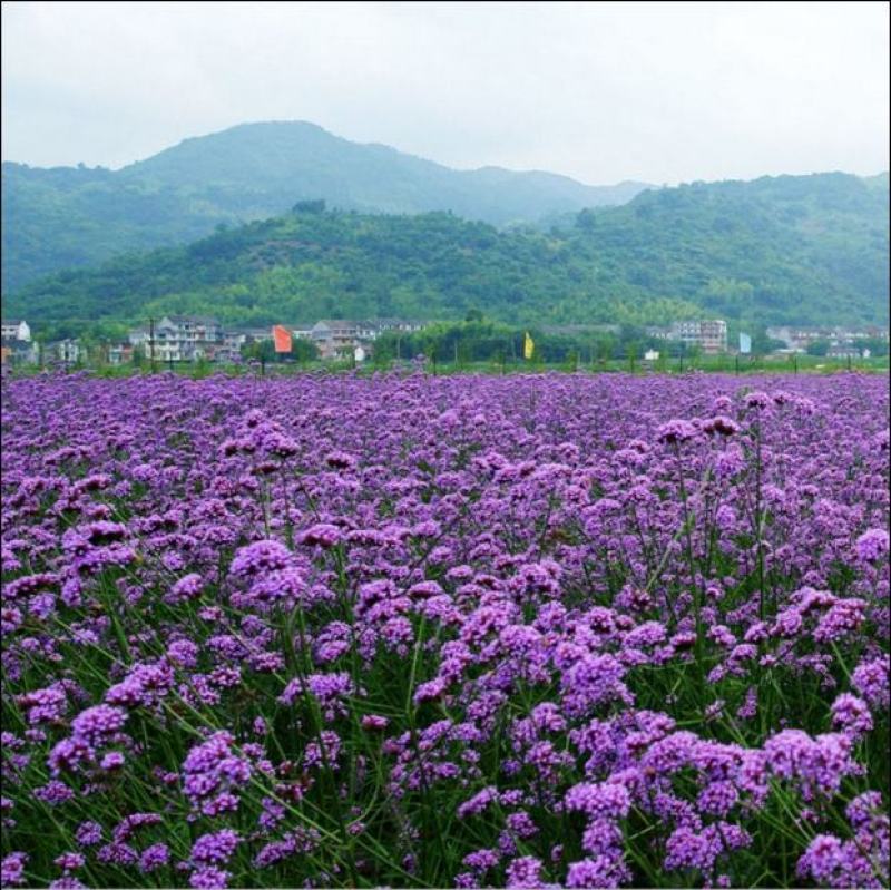 柳叶马鞭草种子多年生四季播种耐寒花籽花海景观花种