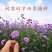 柳叶马鞭草种子多年生四季播种耐寒花籽花海景观花种
