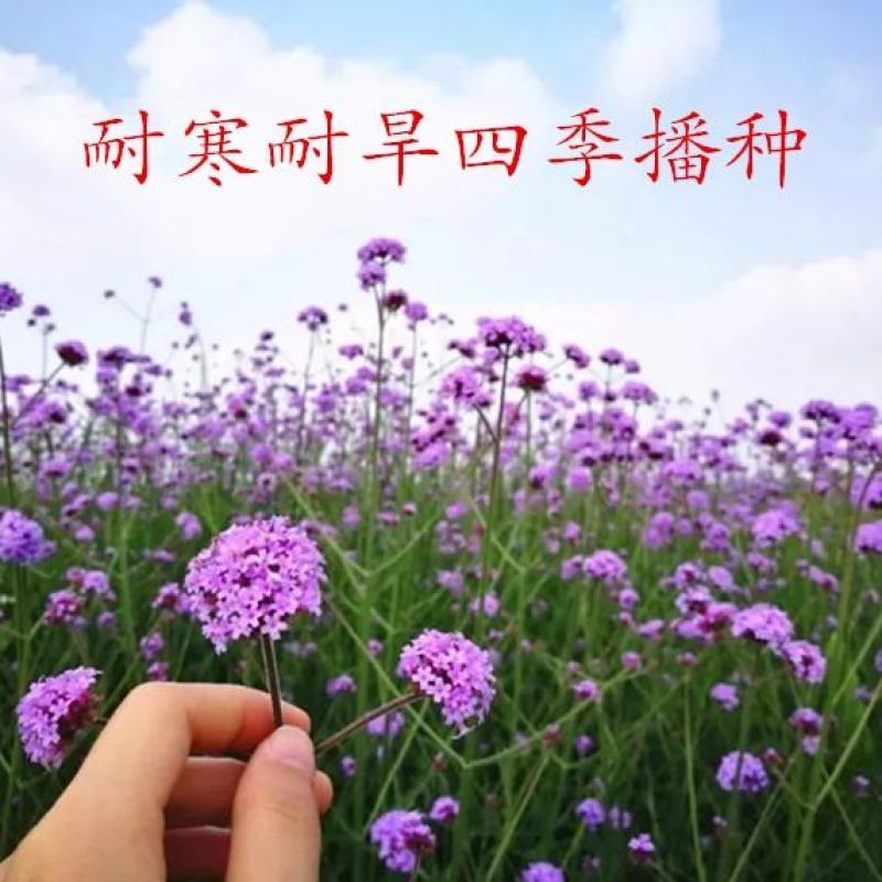 柳叶马鞭草种子多年生四季播种耐寒花籽花海景观花种