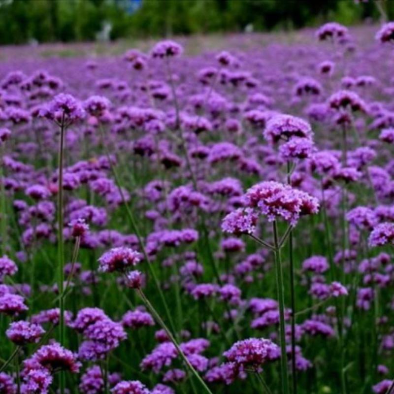 柳叶马鞭草种子多年生四季播种耐寒花籽花海景观花种