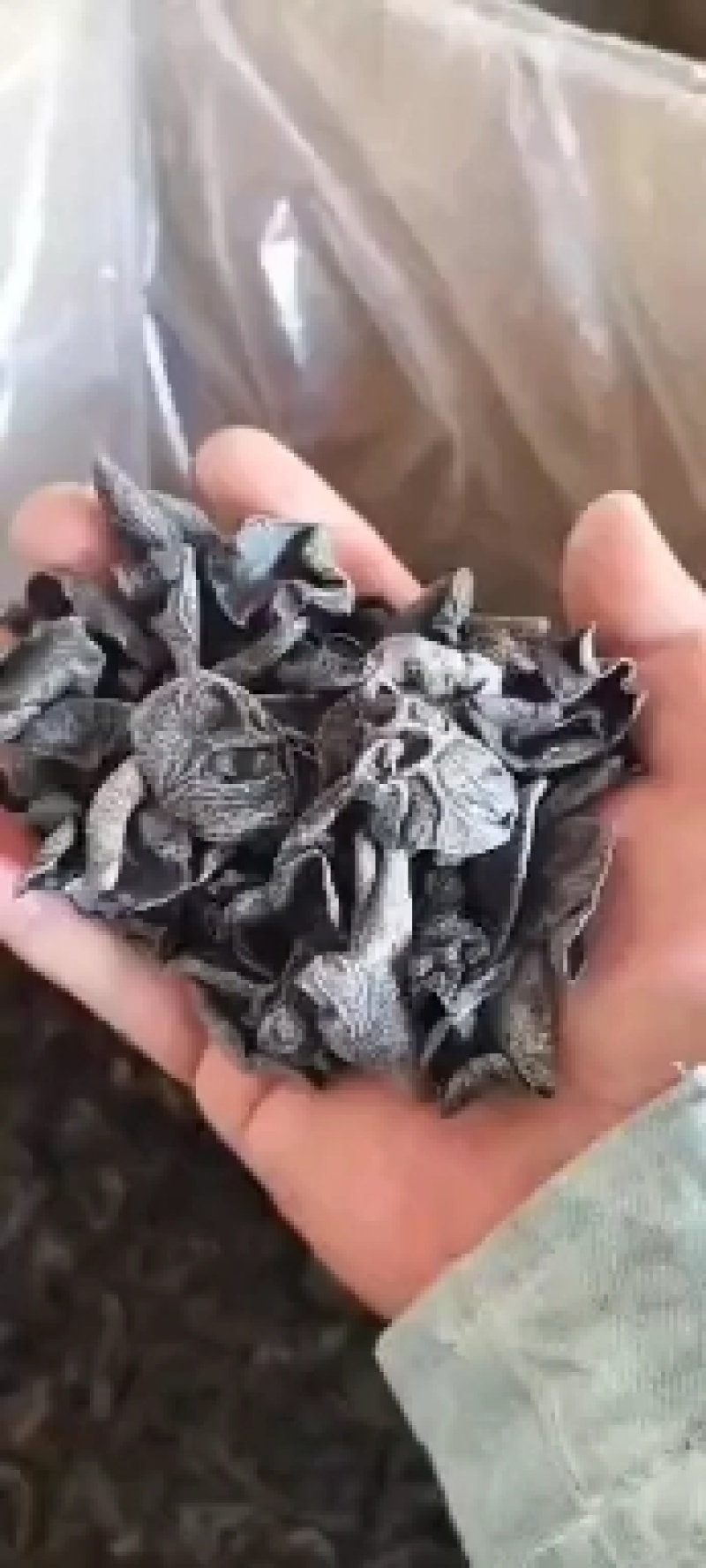 【保证质量】东北黑木耳干货电商地摊展销会专用支持一件代发