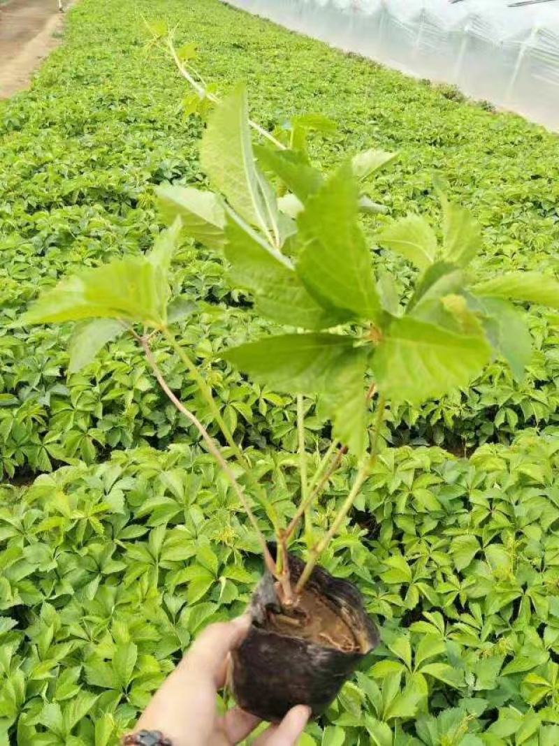 爬山虎基地直销常年销售各种绿化苗木