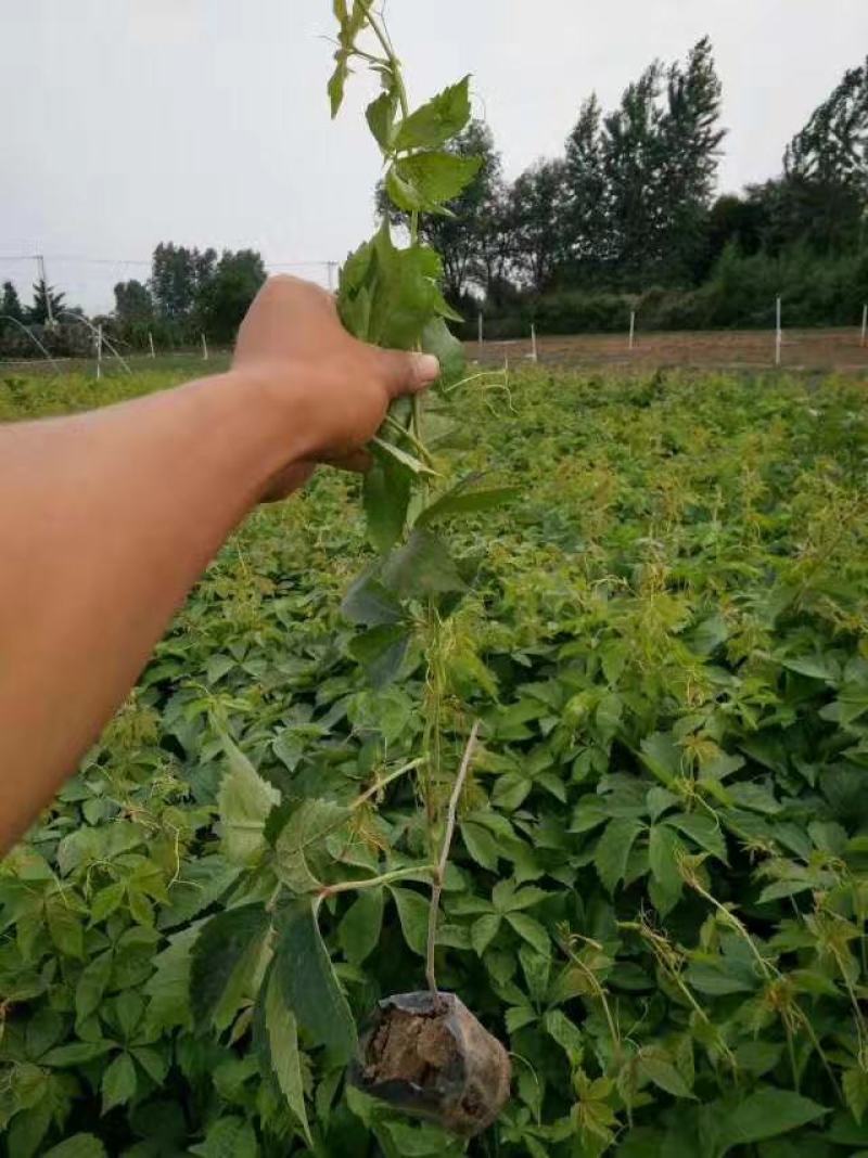 爬山虎基地直销常年销售各种绿化苗木