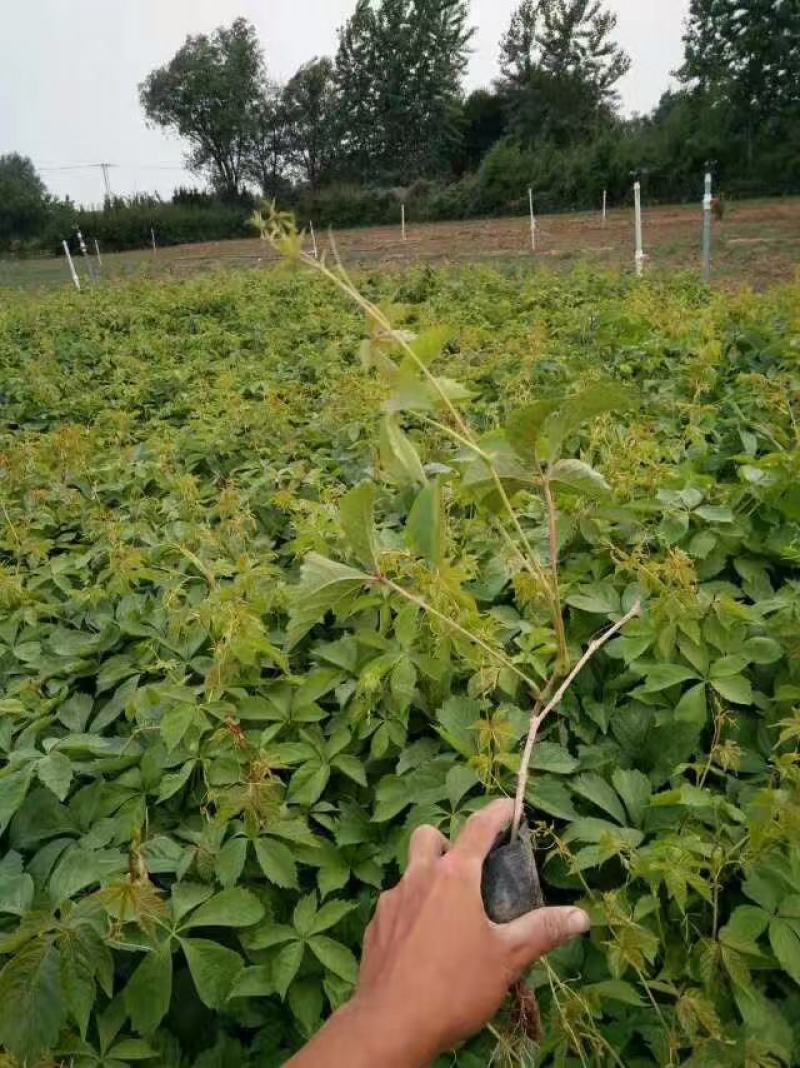 爬山虎基地直销常年销售各种绿化苗木