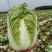 【精品黄心大白菜】大量供应加工厂新野白菜新鲜采摘保质保量