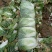 【精品黄心大白菜】大量供应加工厂新野白菜新鲜采摘保质保量