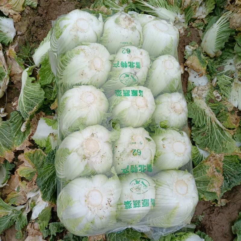 【精品黄心大白菜】大量供应加工厂新野白菜新鲜采摘保质保量
