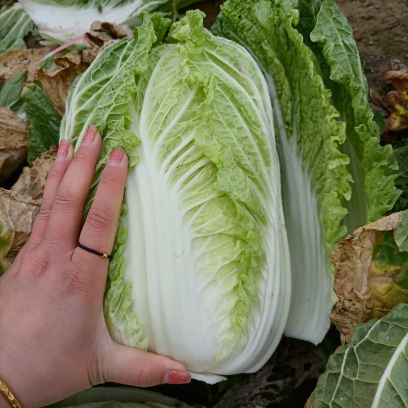 【精品黄心大白菜】大量供应加工厂新野白菜新鲜采摘保质保量