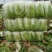 【精品黄心大白菜】大量供应加工厂新野白菜新鲜采摘保质保量