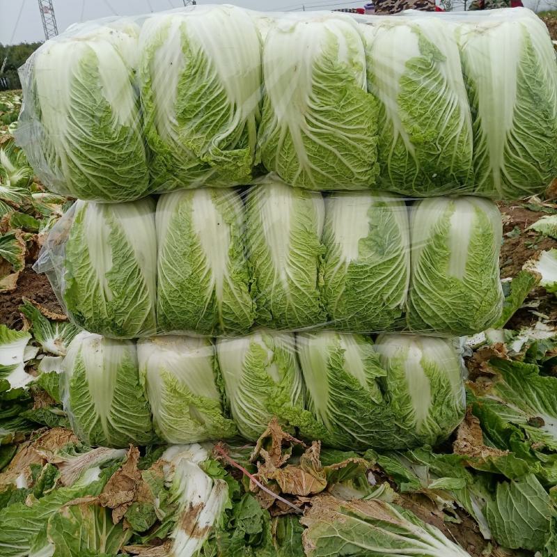 【精品黄心大白菜】大量供应加工厂新野白菜新鲜采摘保质保量