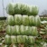 新野黄心大白菜大量供应价格便宜，新鲜采摘保证质量