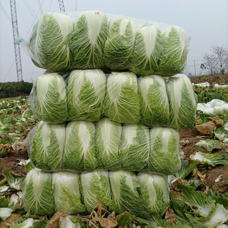 新野黄心大白菜大量供应价格便宜，新鲜采摘保证质量