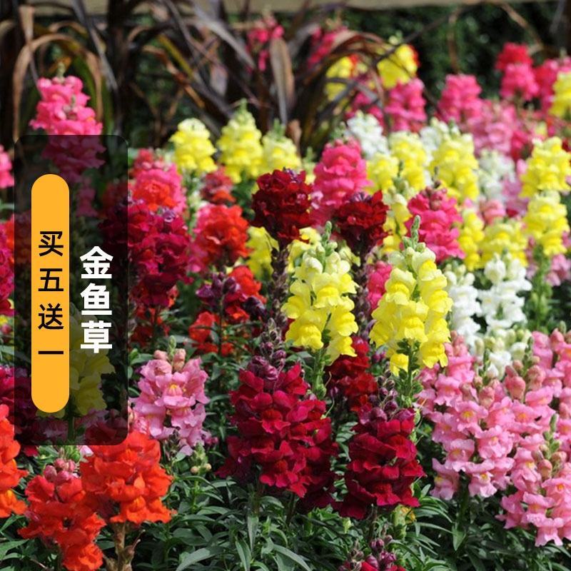 金鱼草花种子多年生种籽花海种易活耐寒耐热
