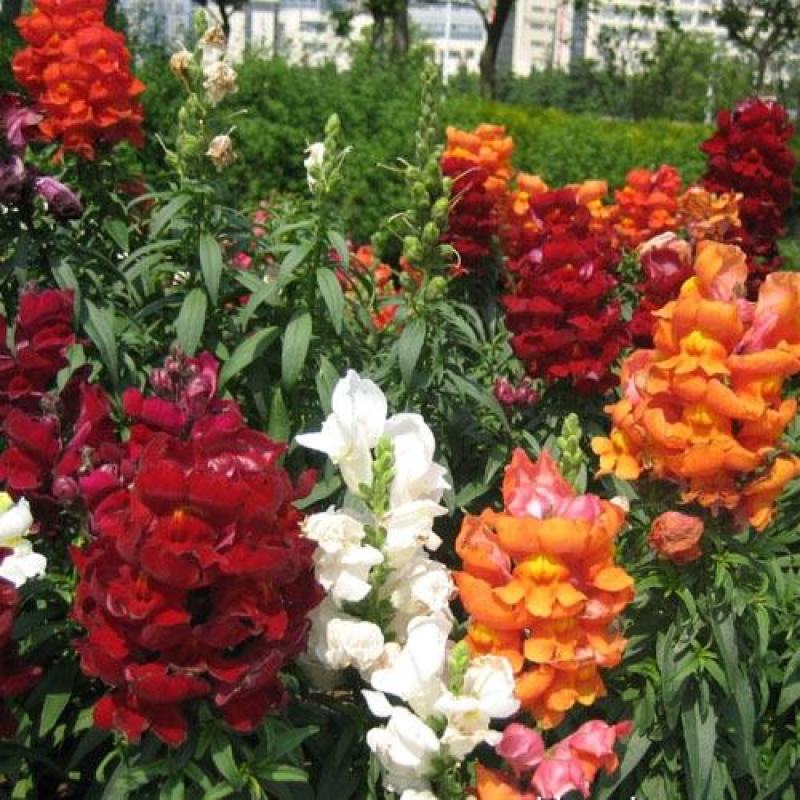 金鱼草花种子多年生种籽花海种易活耐寒耐热
