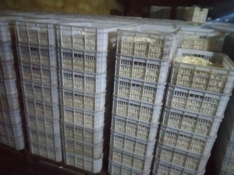 【腌制腊八蒜专用】，蒜米，原厂地直销，规格齐全，物美价廉