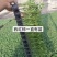 西红柿苗黄罗曼红罗曼苗子，串收罗曼西红柿苗，