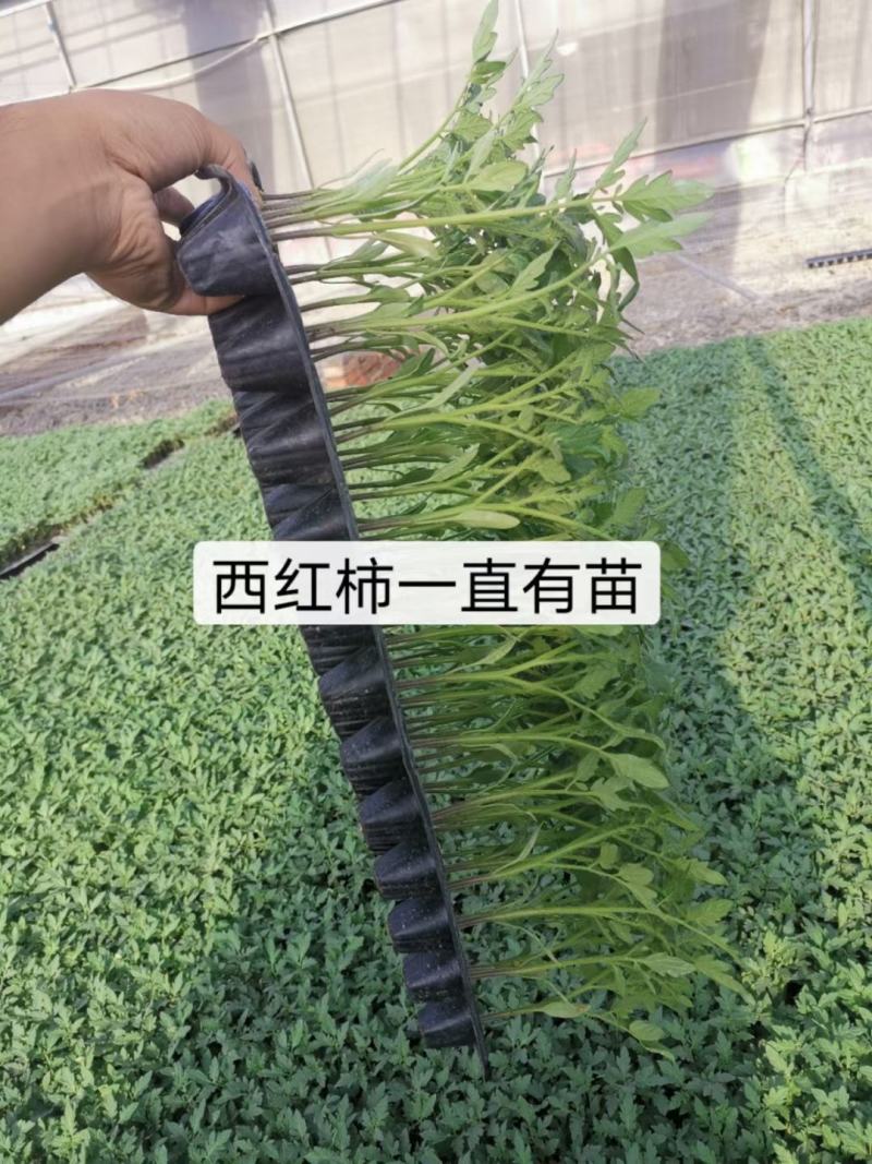西红柿苗黄罗曼红罗曼苗子，串收罗曼西红柿苗，