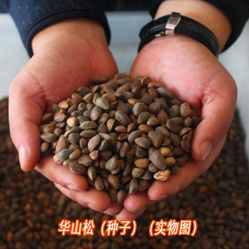 华山松种子新采华山松种子优质松树林木种子别名五针松风