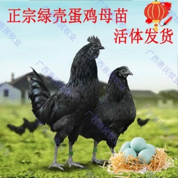 五黑绿壳蛋鸡苗原生态蛋鸡苗(黑乌鸡苗)全国发货