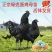五黑绿壳蛋鸡苗原生态蛋鸡苗(黑乌鸡苗)全国发货