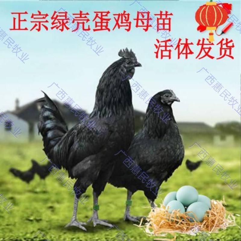 五黑绿壳蛋鸡苗原生态蛋鸡苗(黑乌鸡苗)全国发货