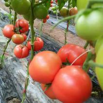 100亩西红柿大量上市。