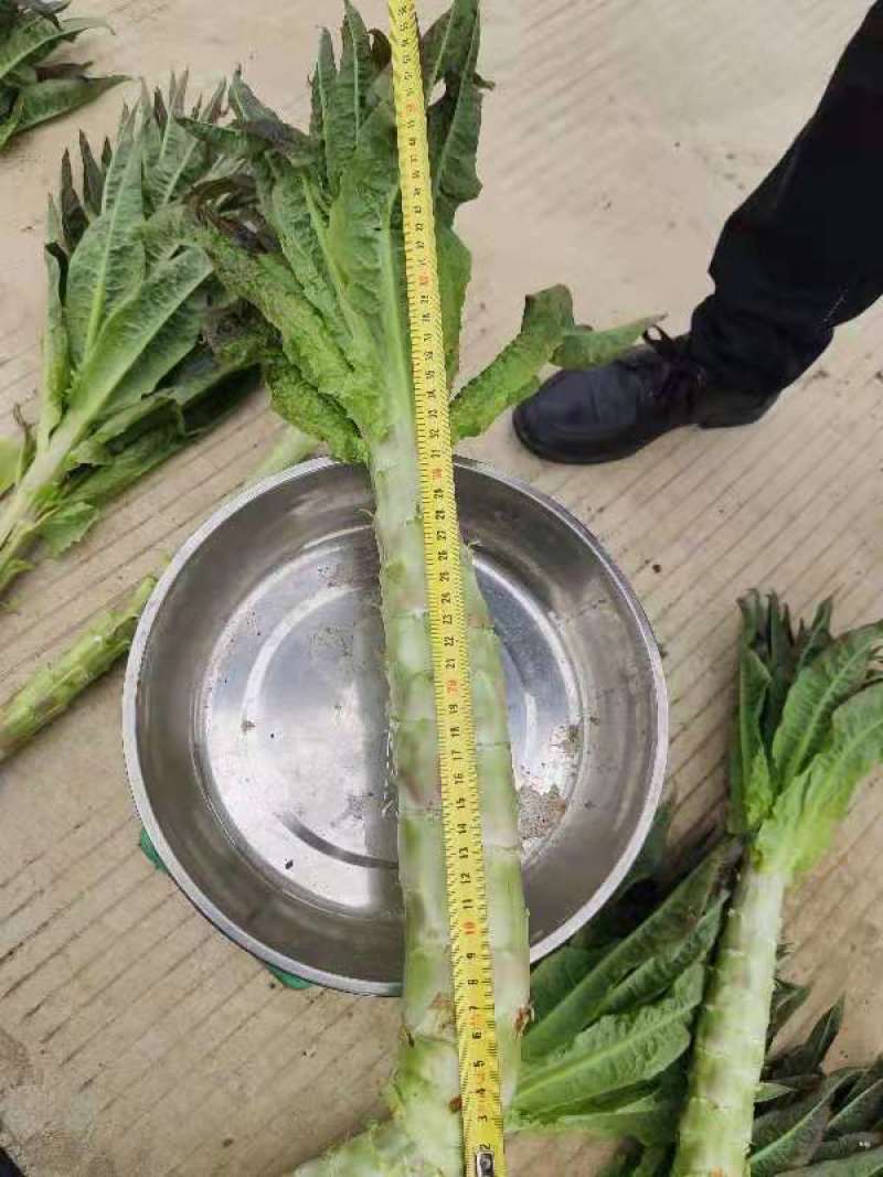 莴笋紫叶，单根两斤左右，不空心不黑心