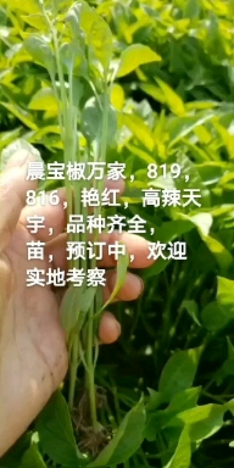 辣椒苗，蒜乡红辣椒苗，朝天椒苗三樱椒苗，螺丝椒苗