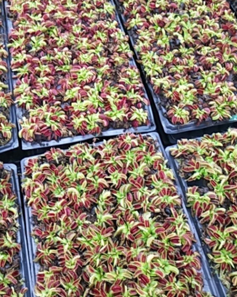捕蝇草食虫系列食人鱼，捕蝇小能手，欢迎进店联系