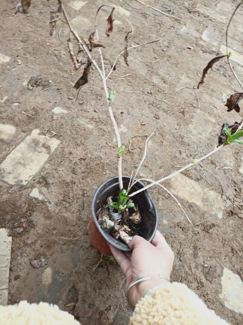 【推荐】老兵家的正宗五彩锦带自产自销欢迎下单