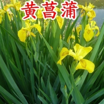 黄花鸢尾种子新采黄菖蒲种子花卉种子水生黄菖蒲种子欢迎来电