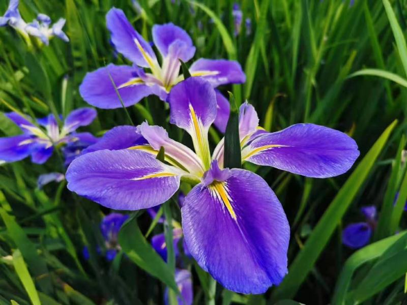 黄花鸢尾种子新采黄菖蒲种子花卉种子水生黄菖蒲种子欢迎来电