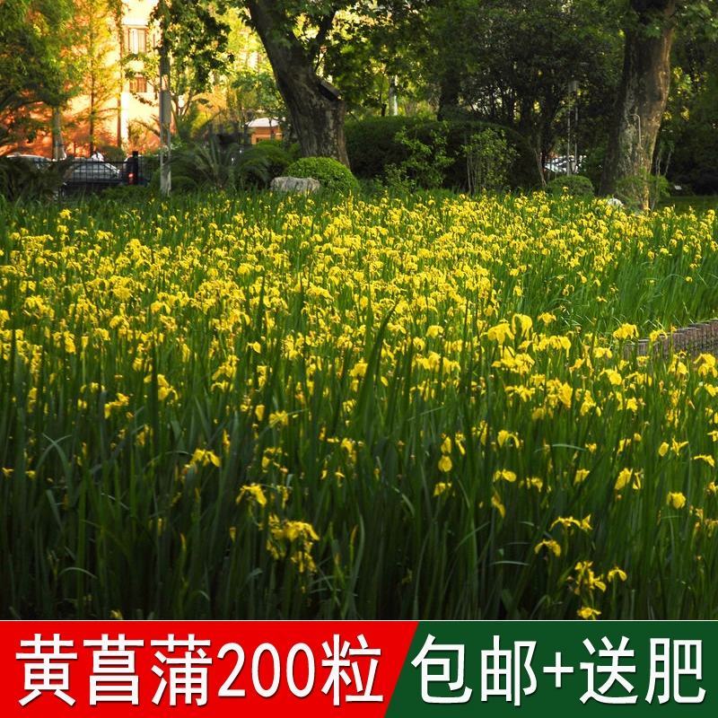 黄花鸢尾种子新采黄菖蒲种子花卉种子水生黄菖蒲种子欢迎来电