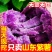 山东紫薯新鲜紫罗兰紫薯5斤9斤板栗紫薯紫心红薯批发