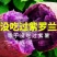 山东紫薯新鲜紫罗兰紫薯5斤9斤板栗紫薯紫心红薯批发