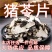 猪芩中药材正品新货猪苓片50g克包邮新货