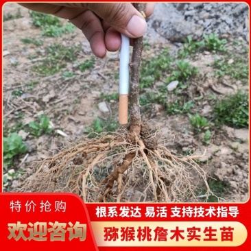 猕猴桃实生苗根系发达易活支持技术指导量大从优