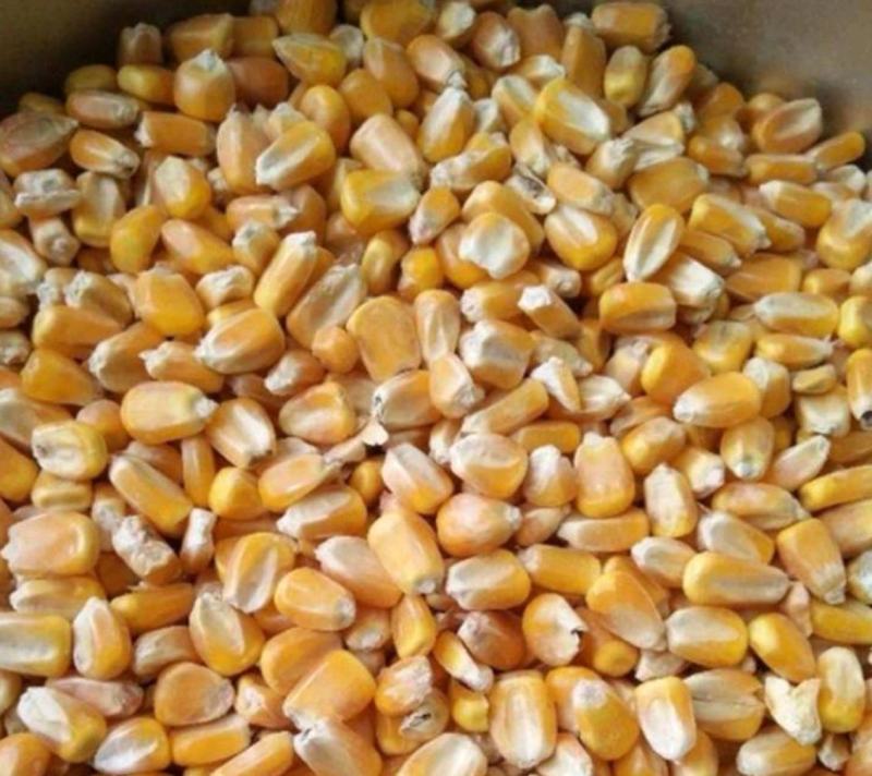 二等玉米巴西美国缅甸玉米干玉米饲料玉米，酿酒玉米进口玉米